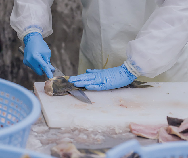 魚、場所の写真