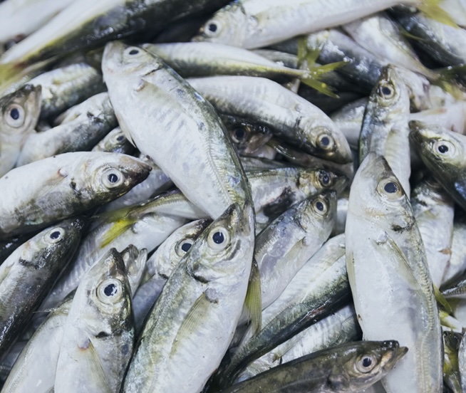 魚、場所の写真